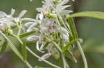 Narrowleaf whitetop aster